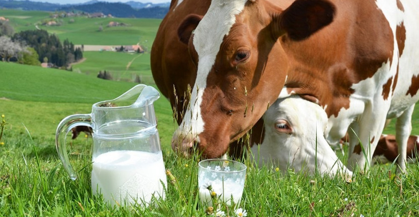 Молоко коровье пейте на здоровье. О работе вятских животноводов в первом полугодии 2019 года. Опубликован пресс-выпуск